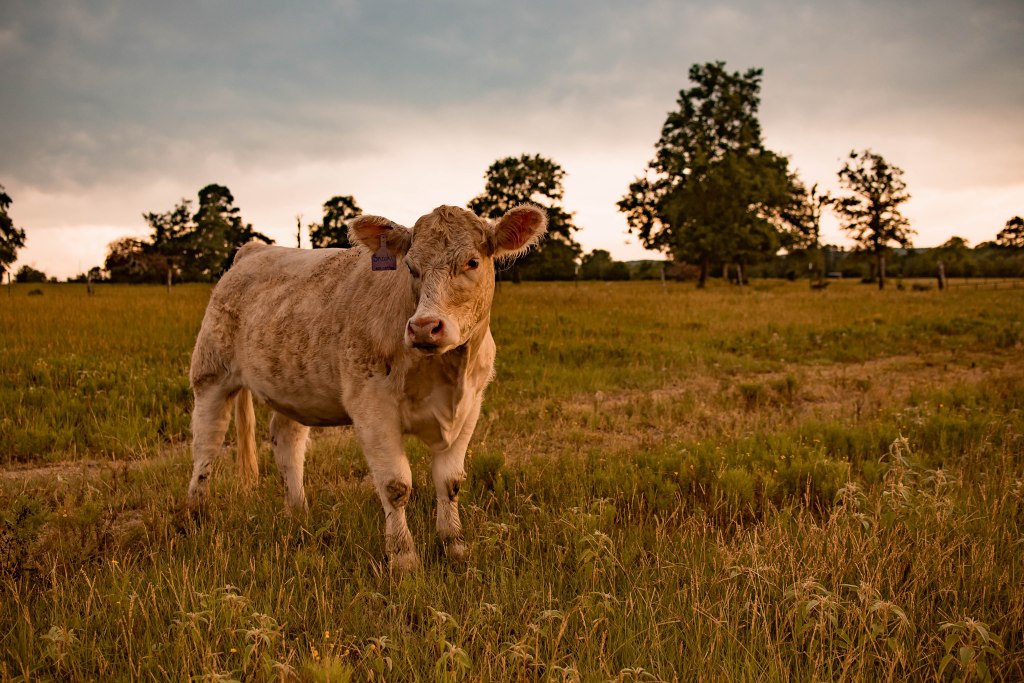 Part I: Herd and Pasture&nbsp;Management